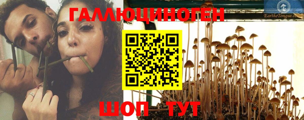 Псилоцибиновые грибы Psilocybe Кувандык